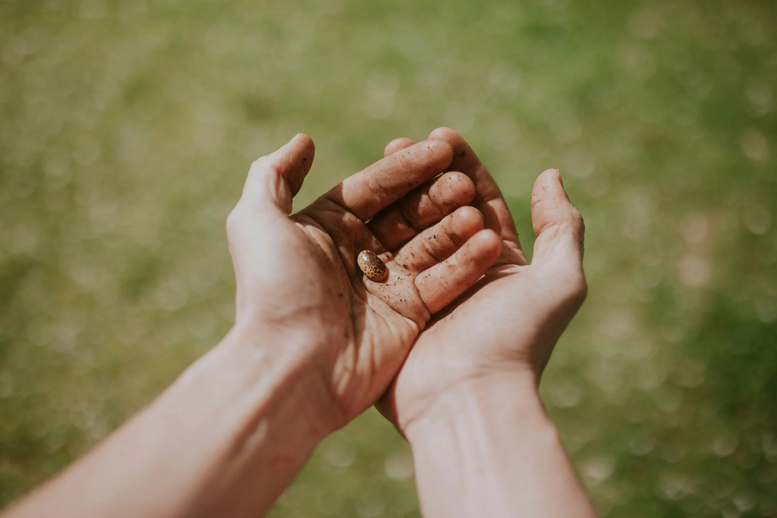 Naissance de la Vie graine marron dans des mains terreuses-Célina Morel Kinésiologue Magnétiseuse
